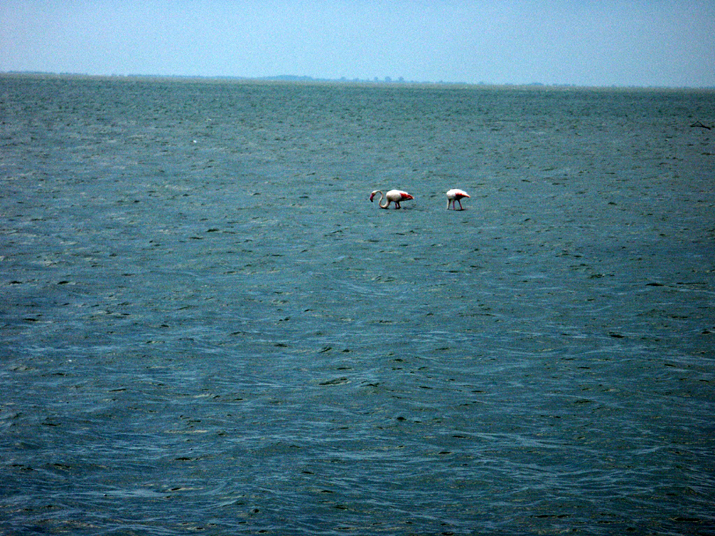 2007-07 Camargue 009.jpg - DCF 1.0